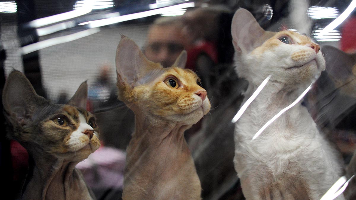 Выставка «Кошки, котики, котята» откроется в Москве 31 марта