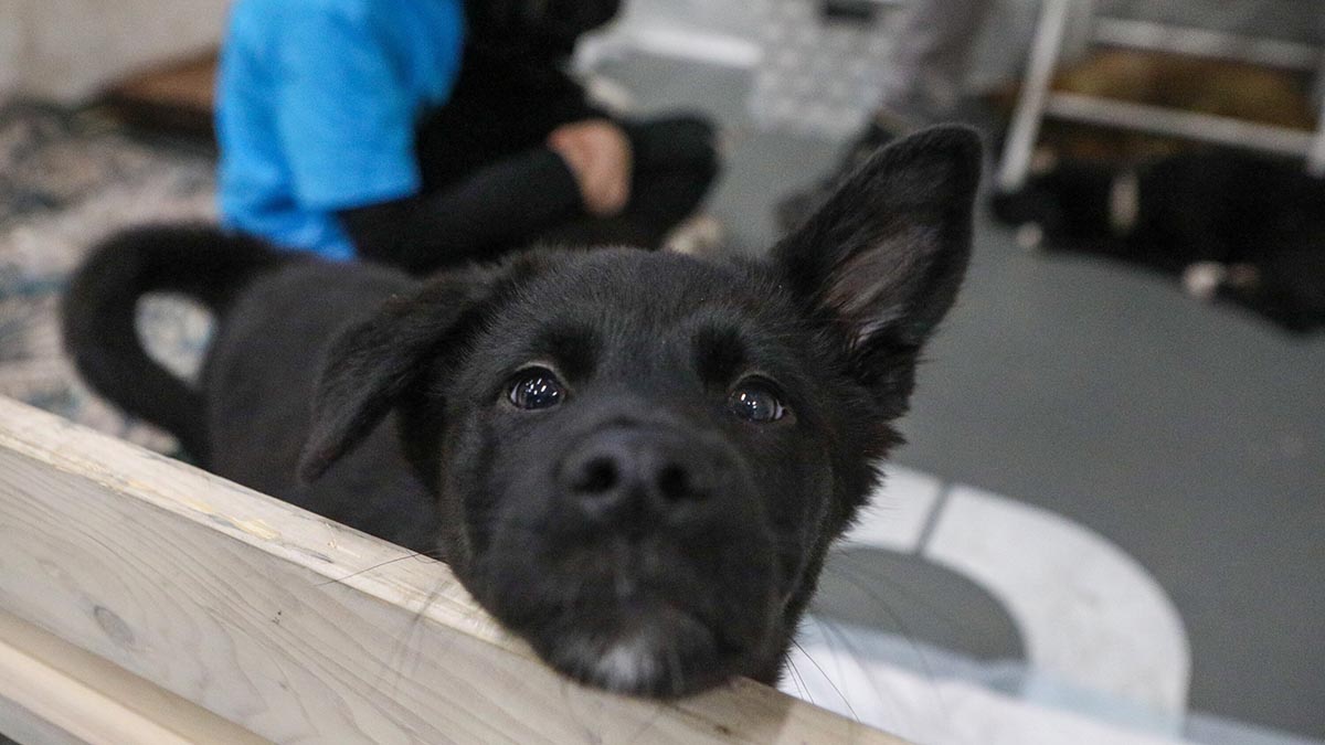 Москвичам рассказали, как подготовить питомца к поездке за город