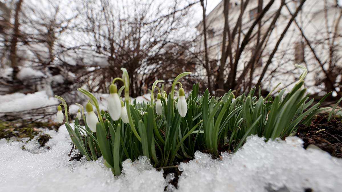 В «Аптекарском огороде» 20 января расцвели первые подснежники