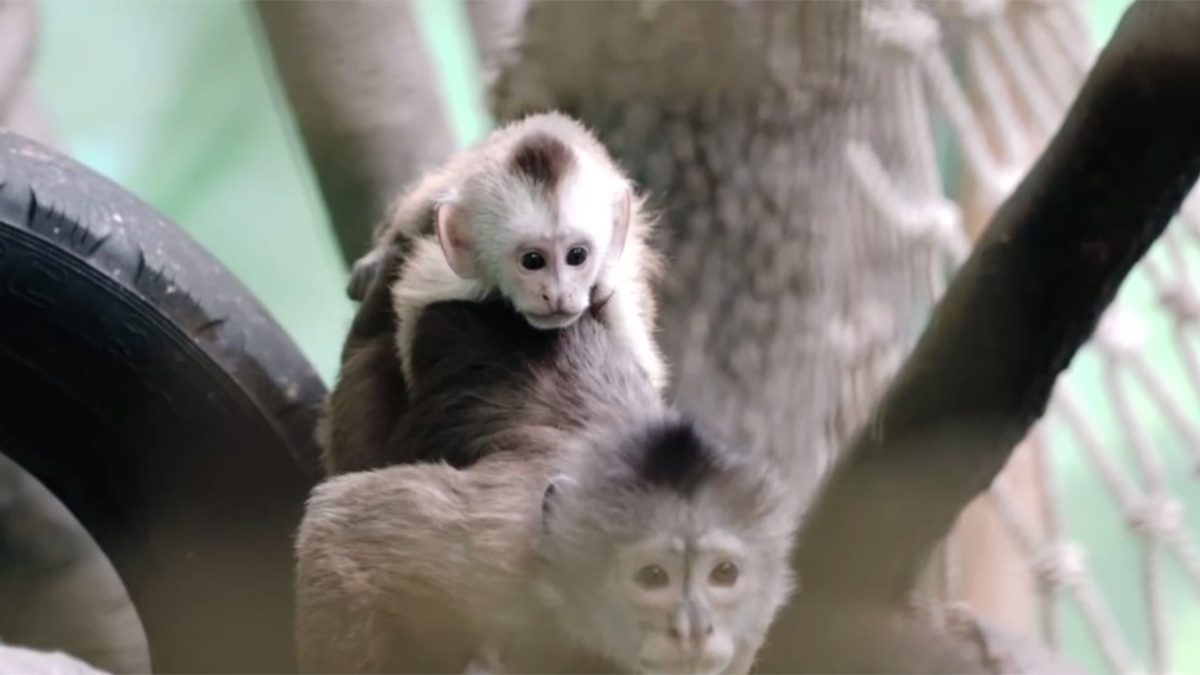 Малыш капуцина-плаксы родился в Московском зоопарке