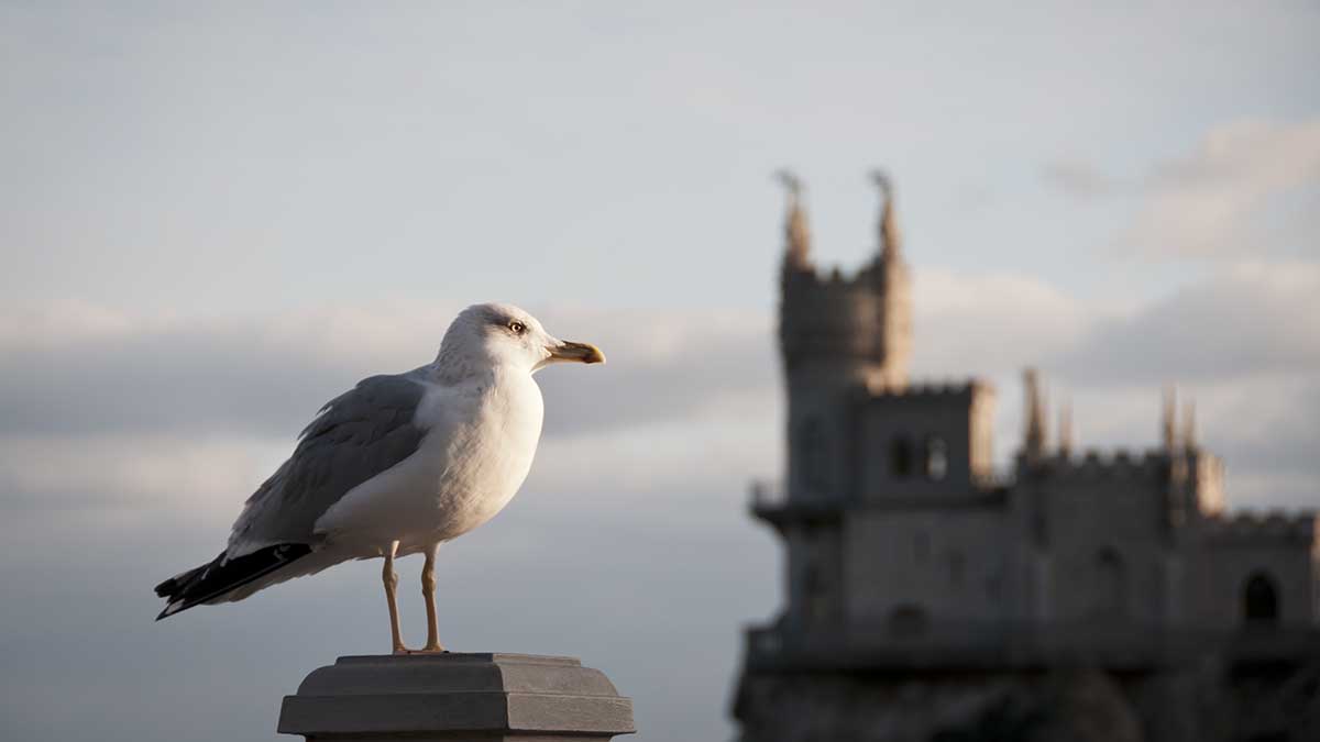 «Хочешь мира — готовься к войне»: политолог Светов оценил реальные шансы Киева напасть на Крым