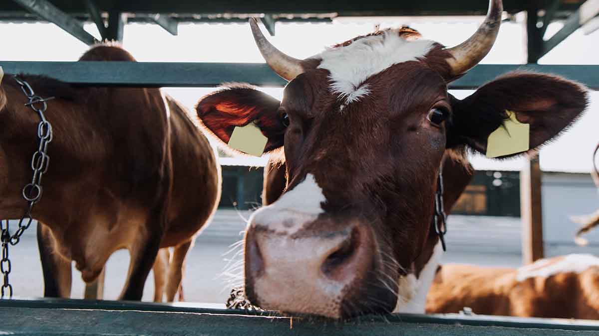 В Подмосковье началась вакцинация сельскохозяйственных животных