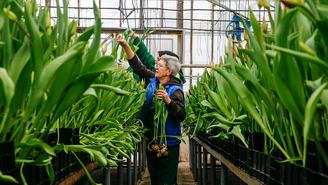 В Москве выращивают более 25 видов тюльпанов