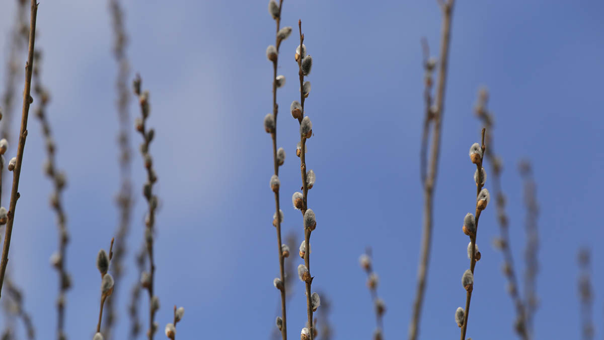 Священник объяснил, почему не стоит бить домочадцев вербой в Вербное воскресенье