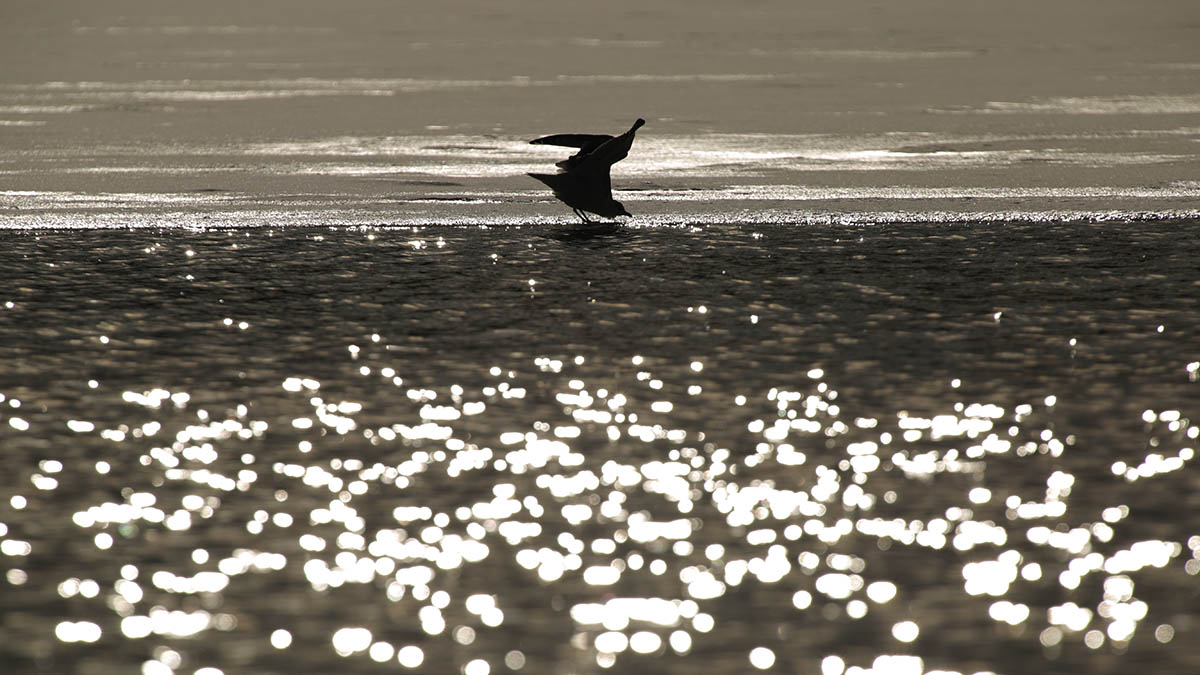 Волонтеры очистят подмосковные водоемы и реки в рамках экопроекта
