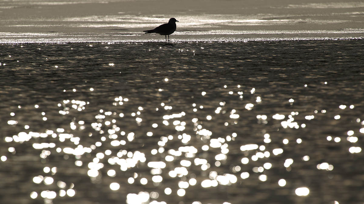 Рыболов в США выловил огромного карпа весом 18 килограммов