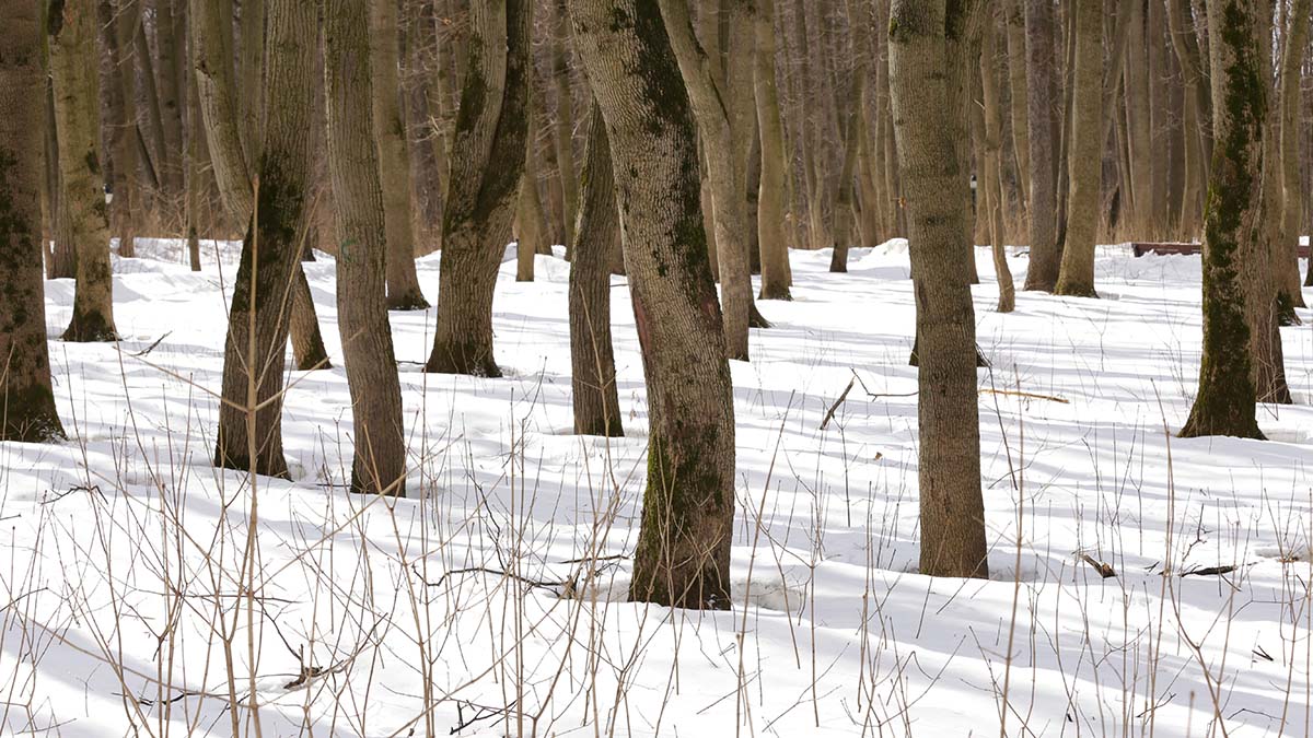 Охотник Татарников: Семью Усольцевых могло затянуть в болото