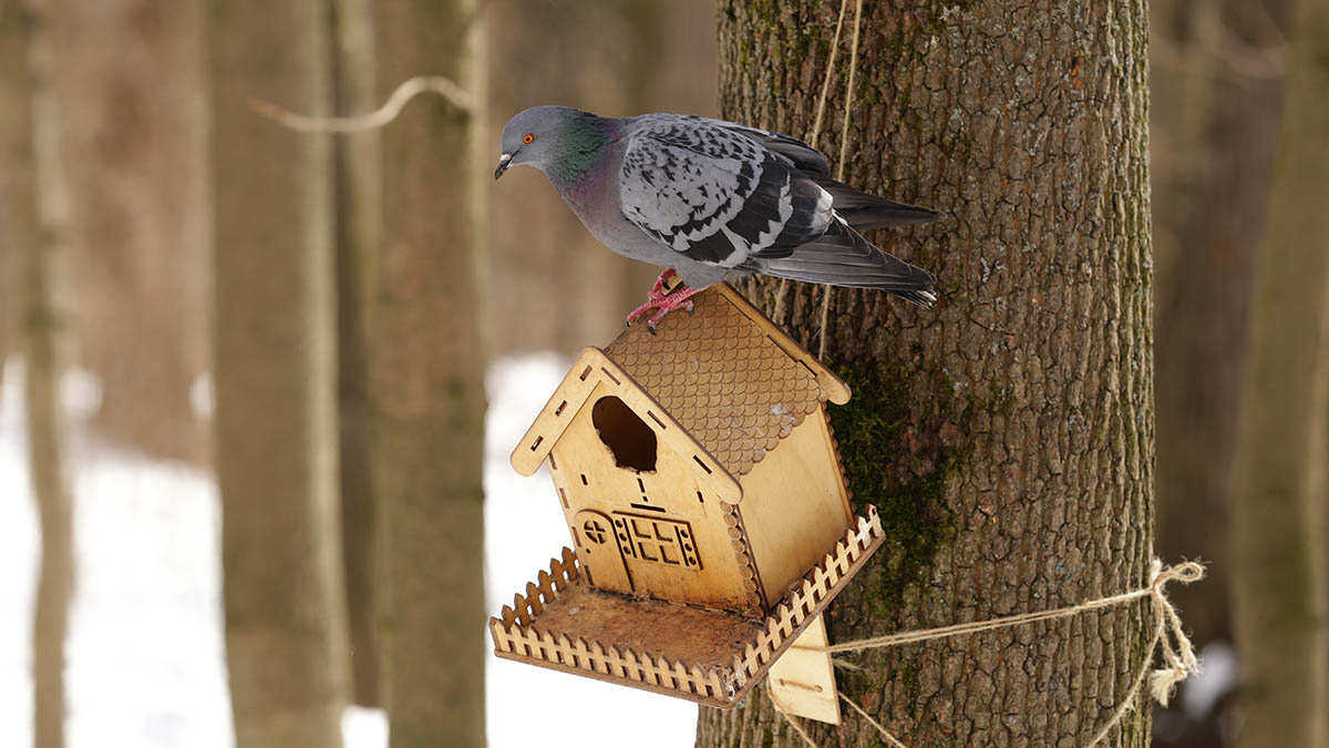 Ученые нашли мутацию птичьего гриппа, опасную для человека
