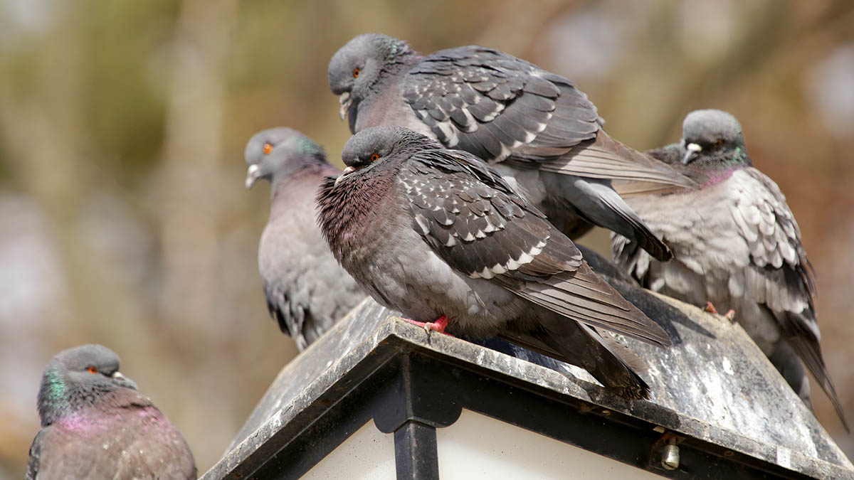 Центр Гамалеи допустил передачу смертельного вируса от «зомби-голубей» к человеку