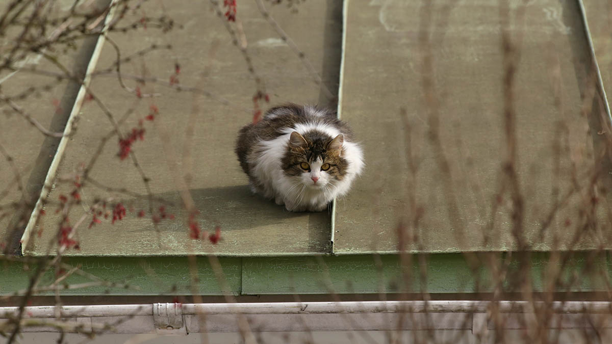 «Животное в опасности»: новая тема для обращений появилась на портале «Наш город»