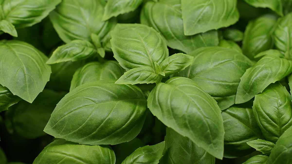 Диетолог Гинзбург рассказал о пользе базилика в борьбе со стрессом