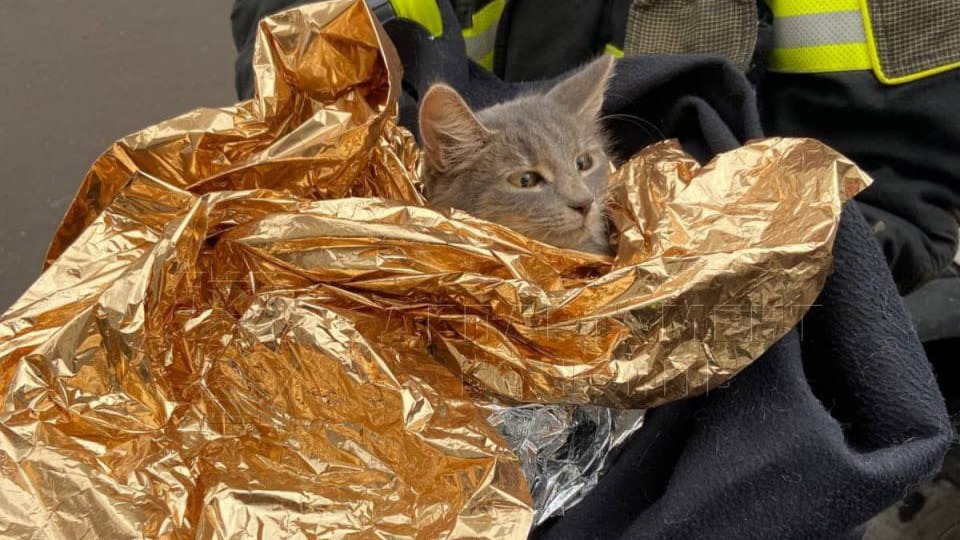 Московские спасатели помогли застрявшей под капотом машины кошке