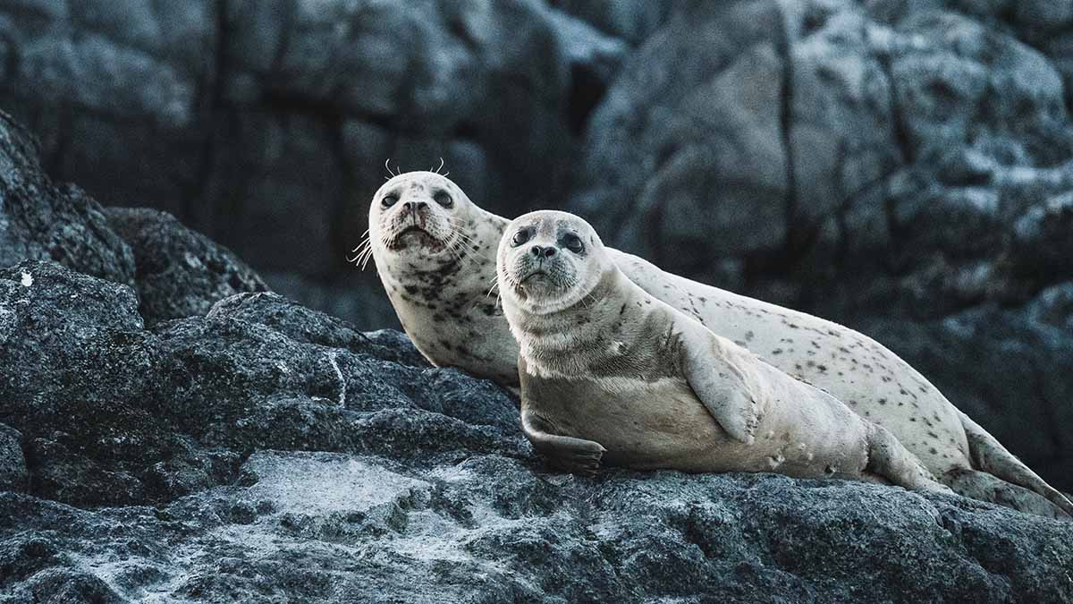«Космически прекрасны»: Московский зоопарк показал купание морских котиков