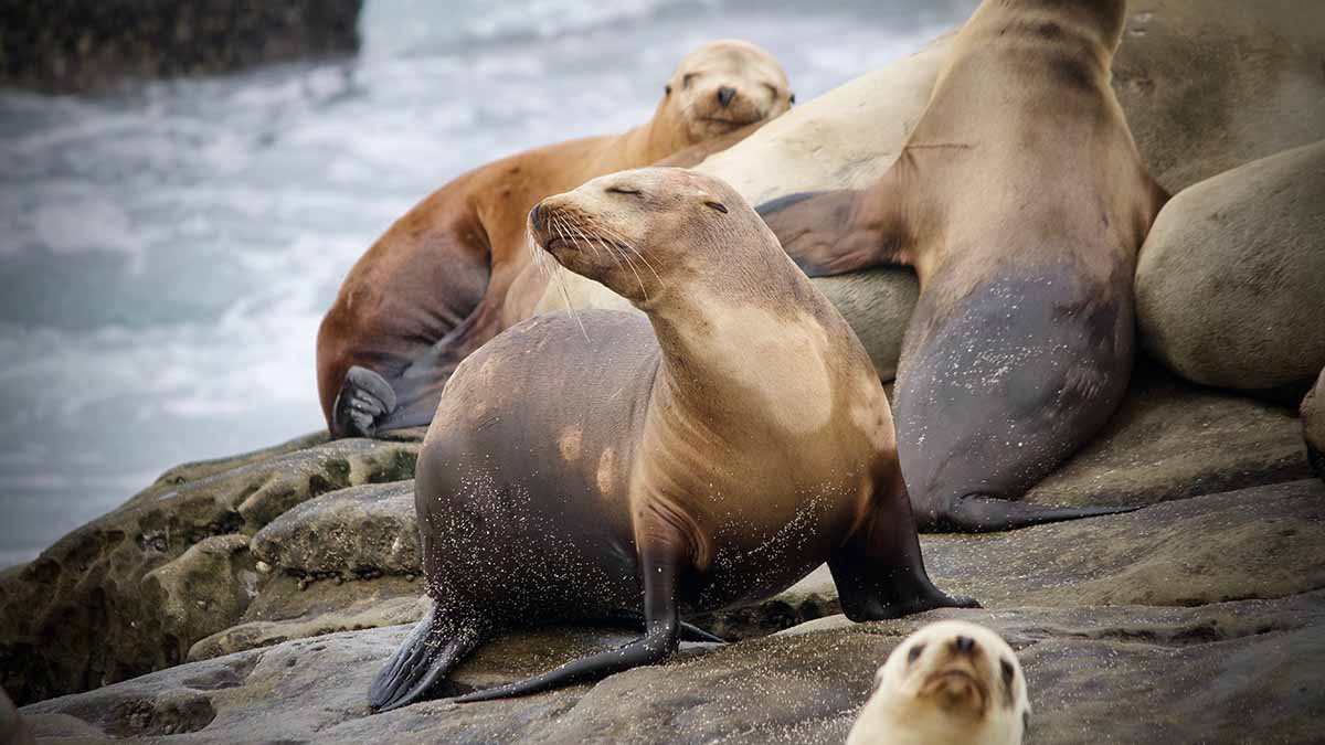 Туалет для морских млекопитающих изобрели в России