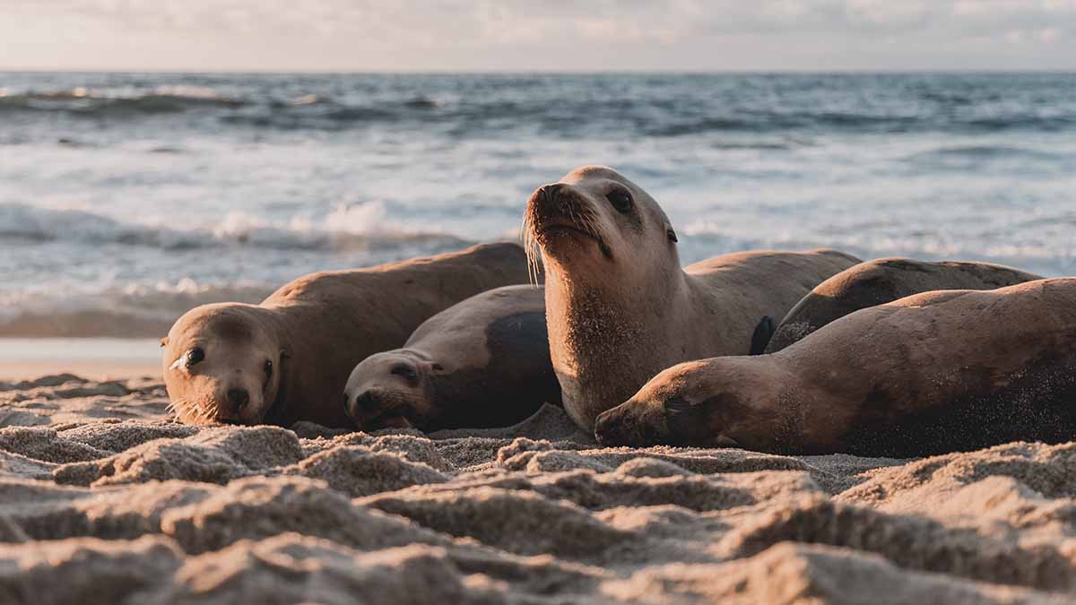 Минприроды: Массовая гибель тюленей в Дагестане обусловлена природными факторами