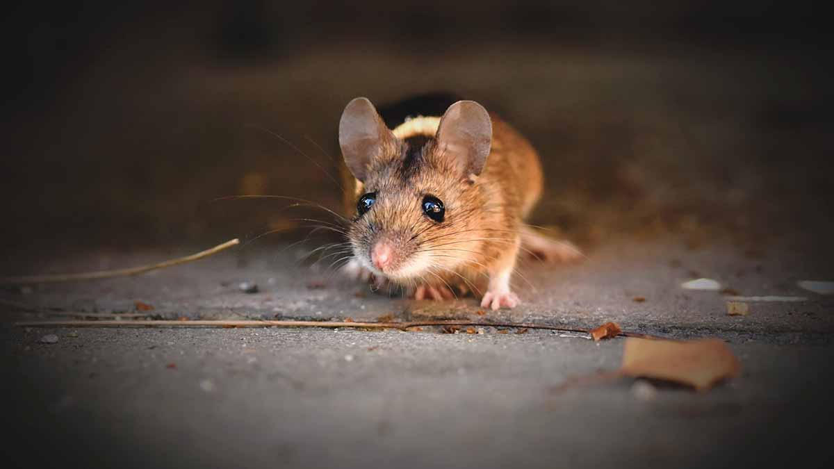 Мертвую мышь нашли в упаковке замороженной фасоли в Нидерландах