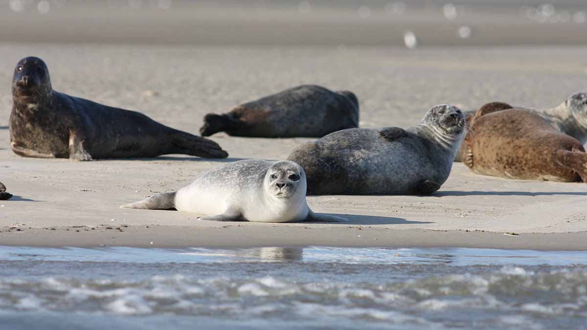 Свыше сотни мертвых краснокнижных тюленей выбросило на берег Каспийского моря