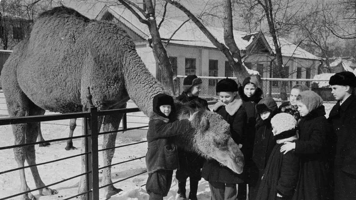 Главархив раскрыл детали реконструкции Московского зоопарка в 1936 году