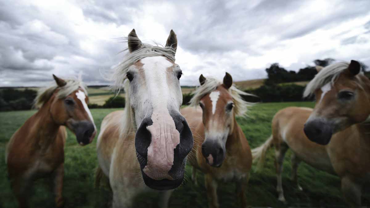 В Забайкалье конокрады увели лошадей на 700 тысяч рублей