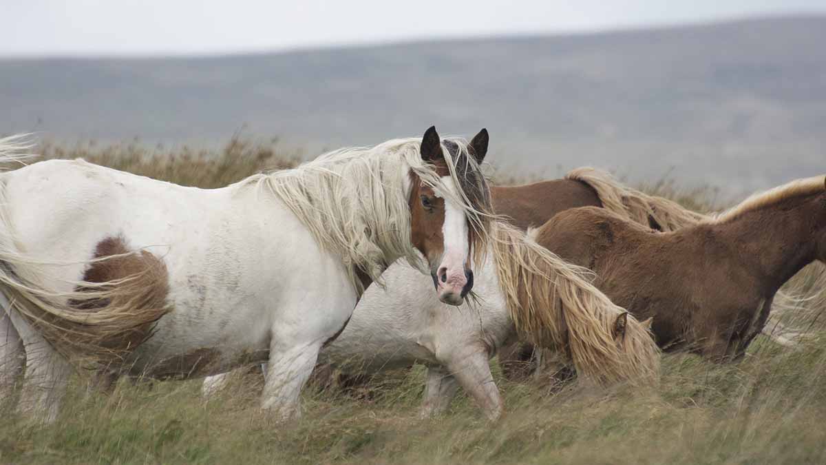 Табун лошадей отправили на штрафную стоянку в Кисловодске