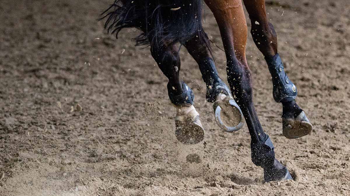 Самая старая лошадь в России умерла на Сахалине