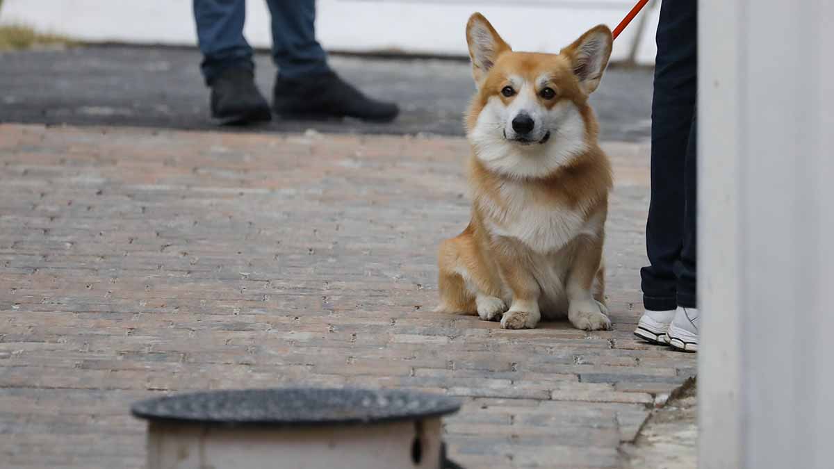 Дептранс рассказал о правилах перевозки домашних питомцев