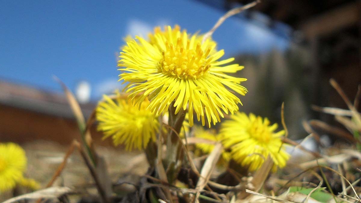 Агроэколог Гладилин рассказал, какие растения первыми распускаются в Подмосковье 