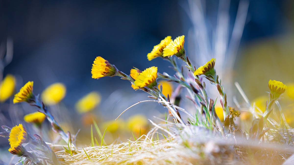 Народный календарь. О чем расскажут сны в ночь на 10 апреля