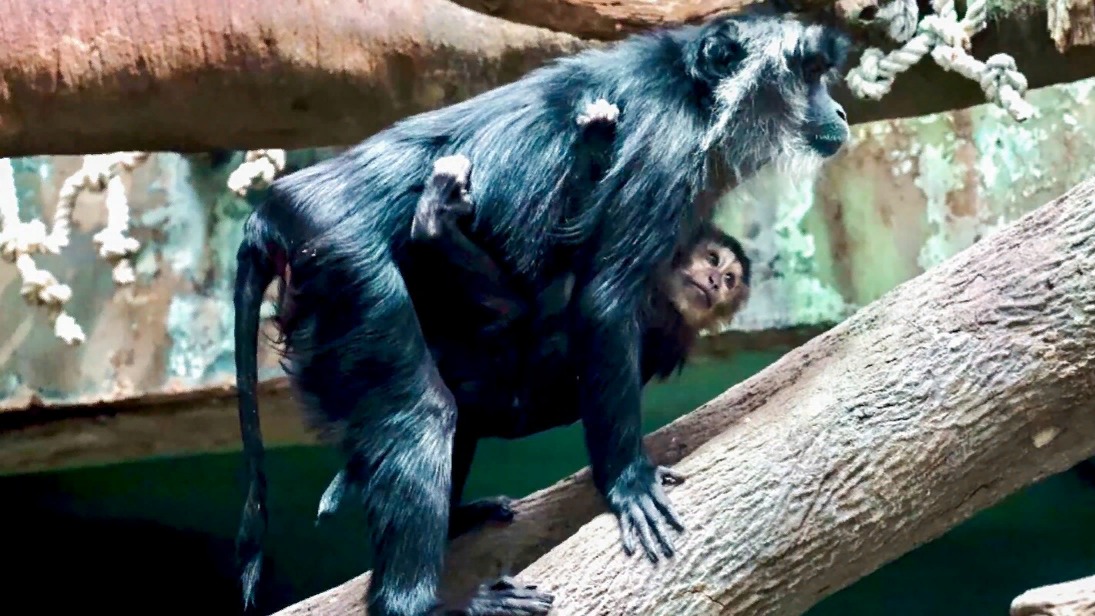 Жители столицы выберут имена для детенышей редкого вида обезьян