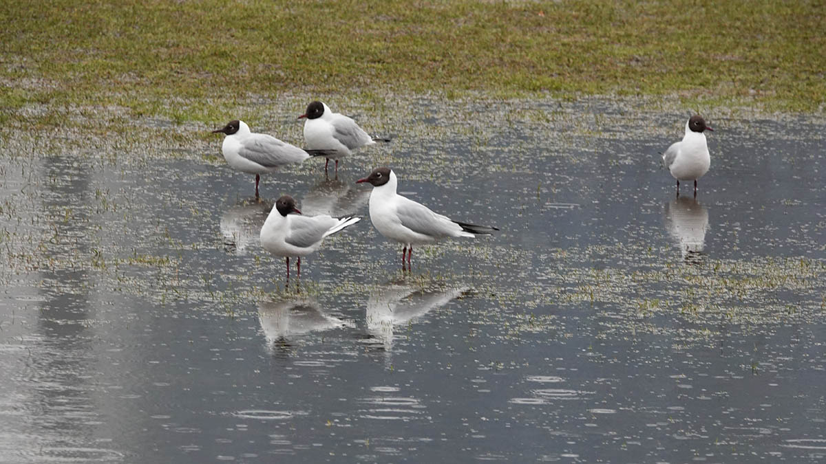 Голый мужчина избил незнакомку в Германии мертвой чайкой