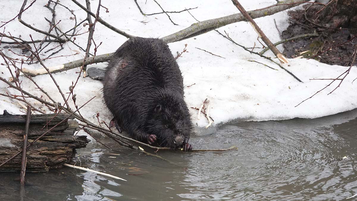 Baza: Бобры оставили без света часть Ленинградской области