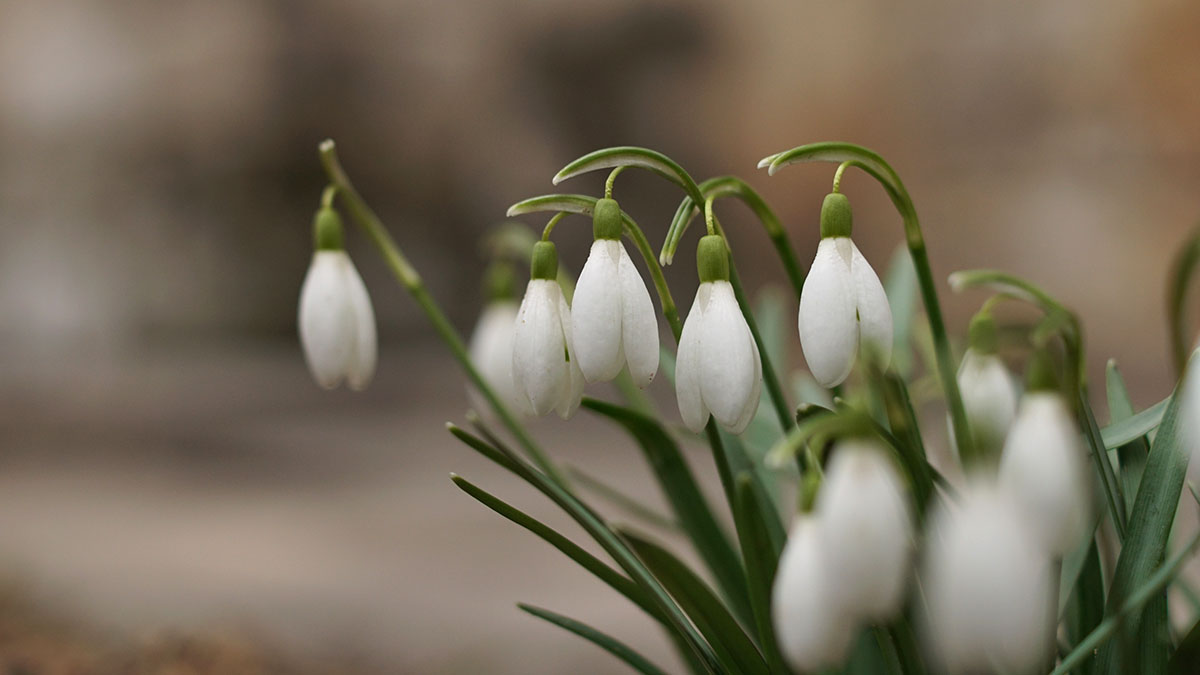 Массовое цветение подснежников началось в Москве