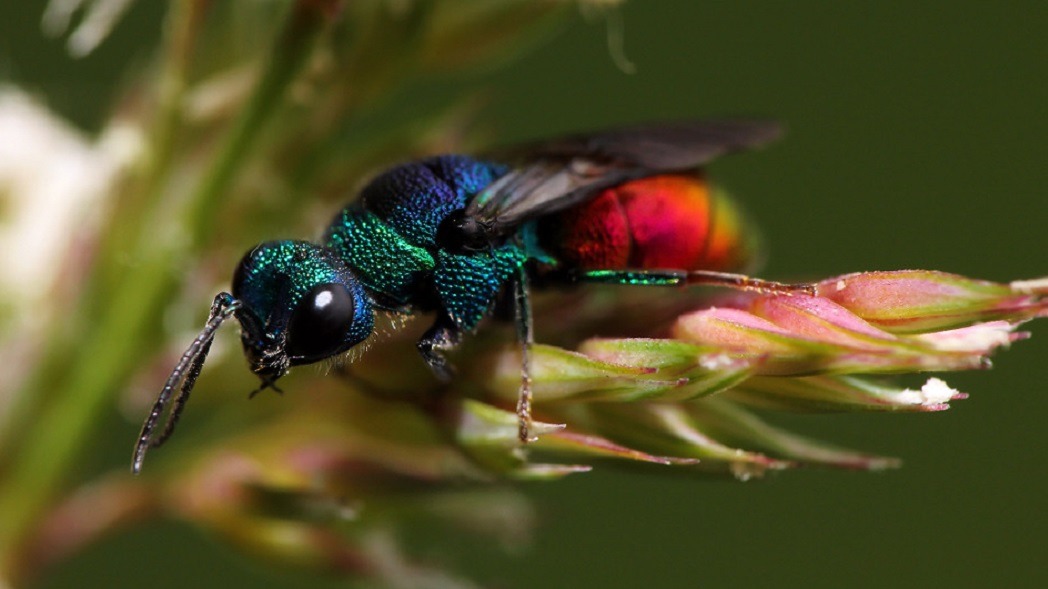 Меры по сохранению самой редкой осы в России примут в Подмосковье