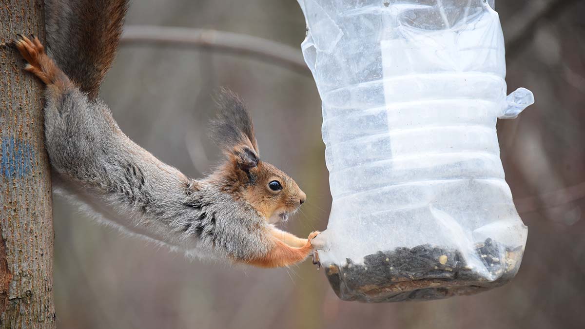 Москвичей попросили не подкармливать диких животных до наступления холодов