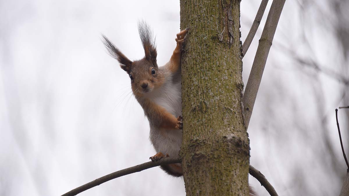 Врач рассказал, какие дикие животные представляют наибольшую опасность 