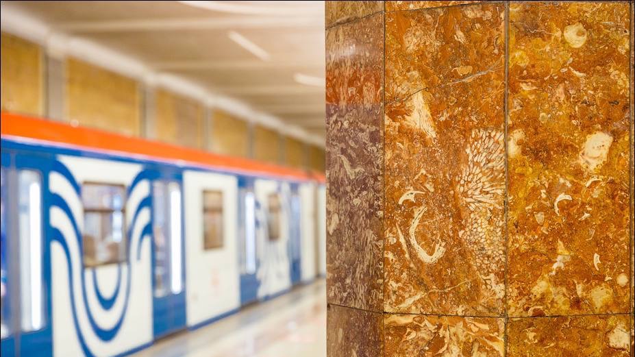 Дептранс рассказал, где находятся древние окаменелости в метро Москвы