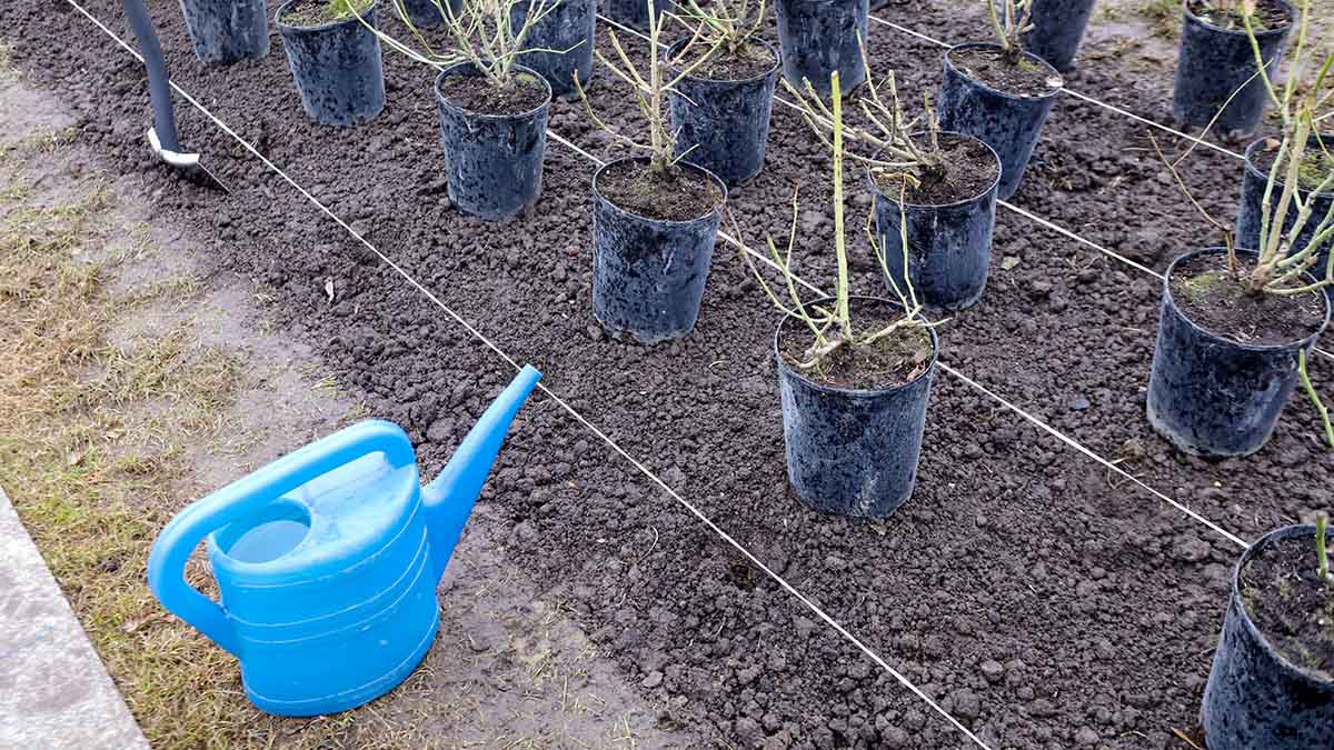 Около одной тысячи деревьев высадили в Москве в рамках общегородского субботника