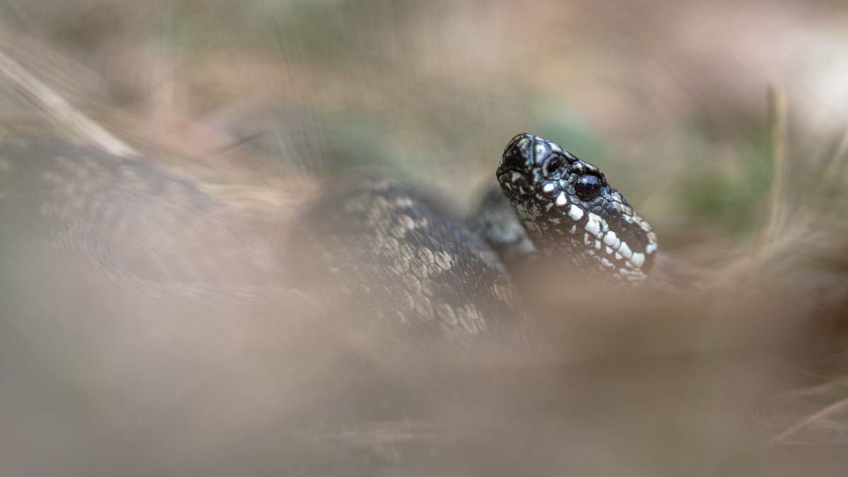 Что может произойти после укуса гадюки