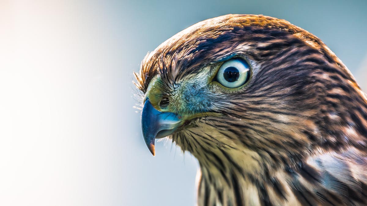 «Нужно выбрать лучшее»: Московский зоопарк показал кормежку птиц–падальщиков