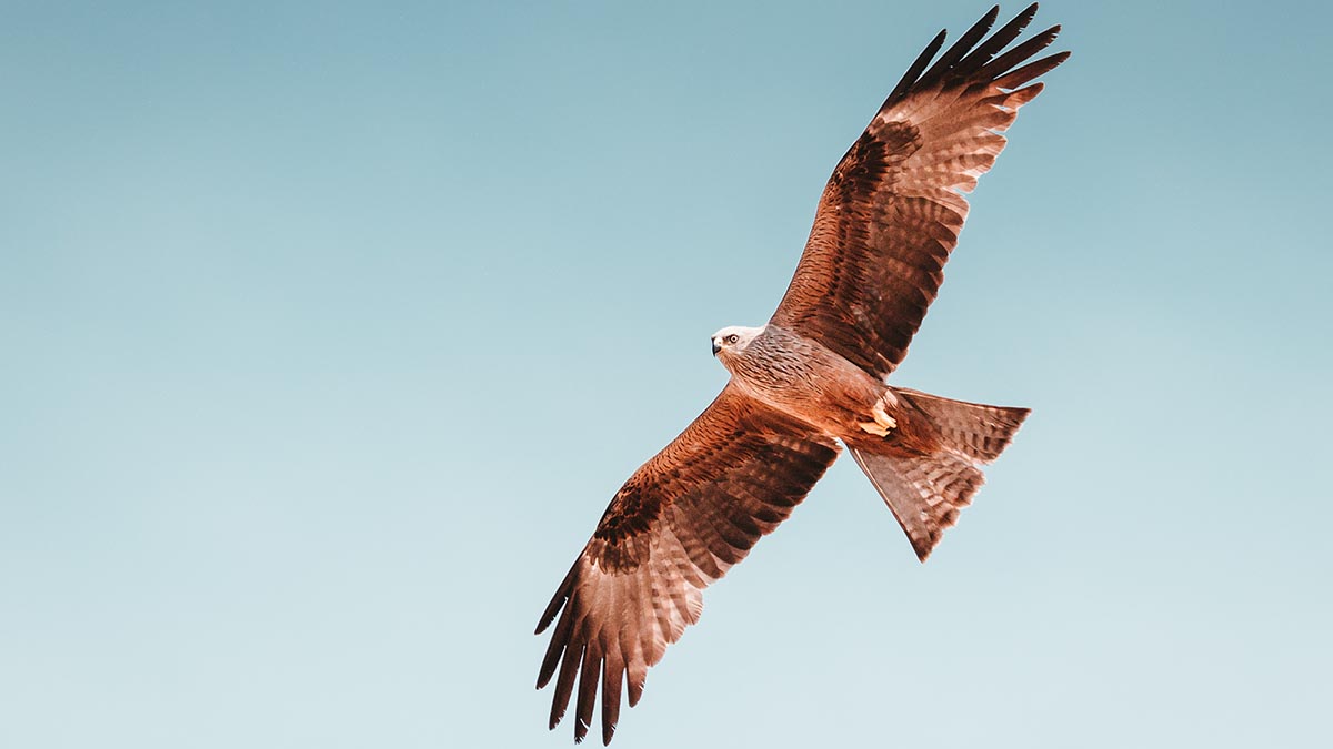 Ястреб ранил 12 человек в деревне в Великобритании