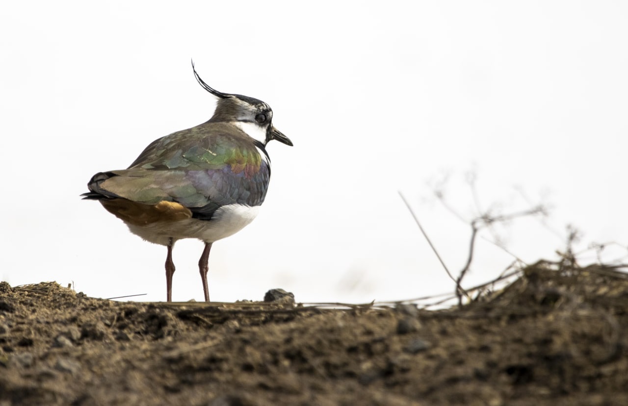 Краснокнижные чибисы вернулись с зимовки в парки Москвы