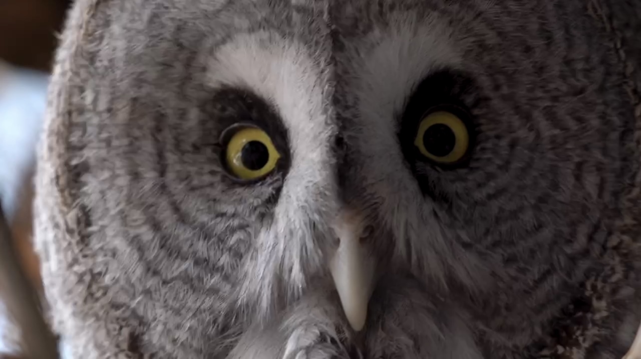 Коллекция Московского зоопарка пополнилась бородатой неясытью