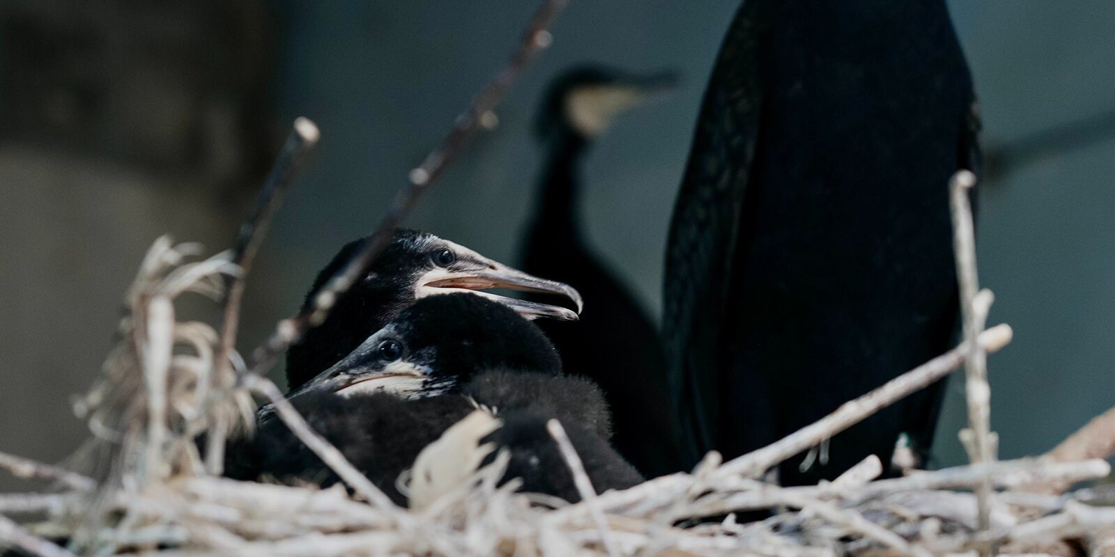 Коллекция Московского зоопарка пополнилась детенышами больших бакланов 
