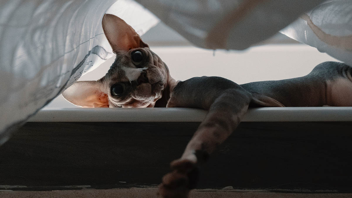 Пассажиры бросили сфинкса в аэропорту Екатеринбурга из-за отсутствия переноски