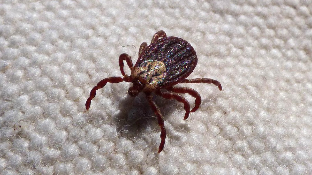 Сезон клещей в Москве в 2022