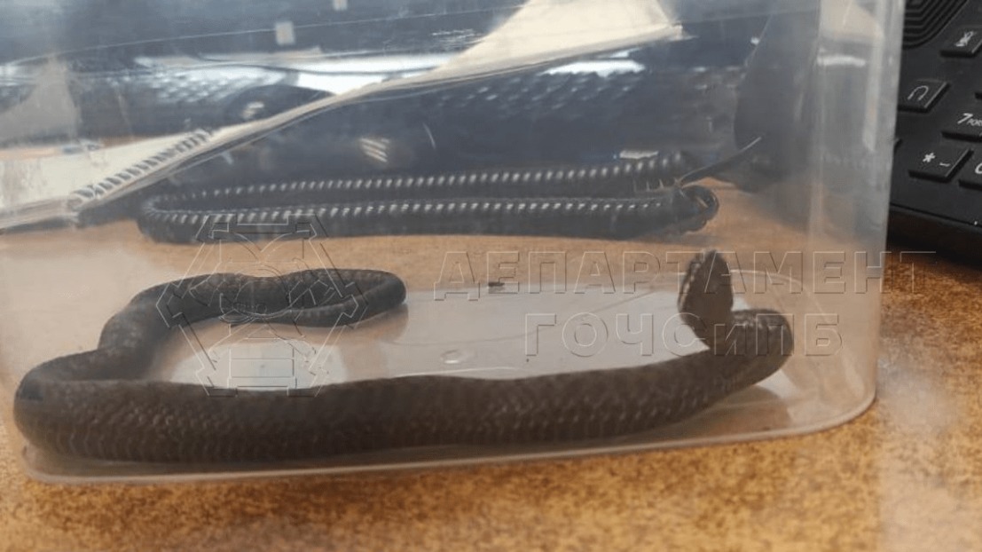 Ядовитую змею отловили на детской площадке в районе Печатники