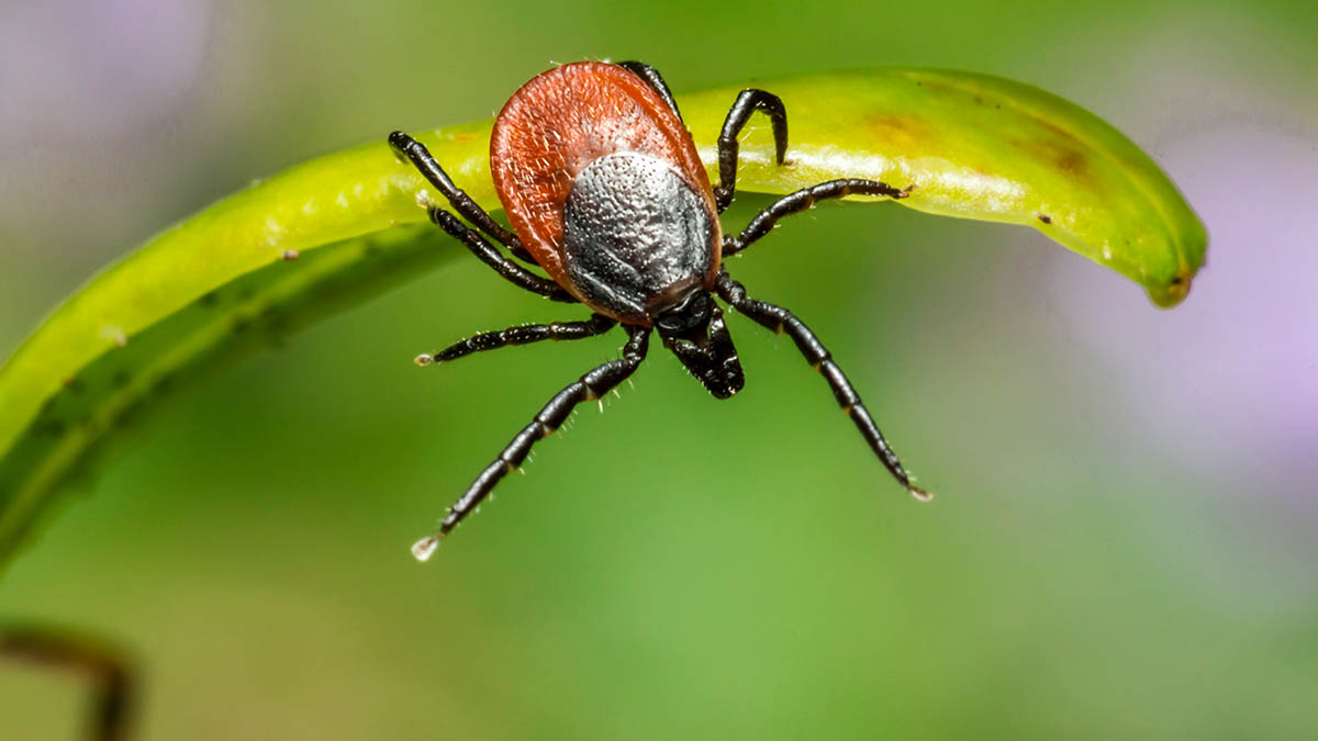 Роспотребнадзор оценил заболеваемость клещевым боррелиозом и анаплазмозом в Москве