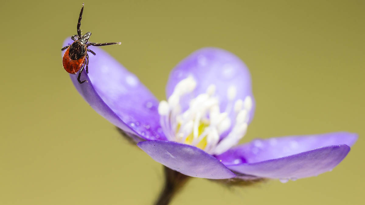 Shot: Российских туристов на Пхукете искусали клещи