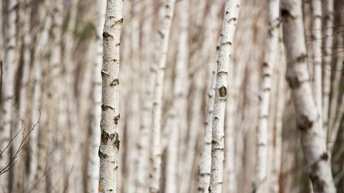 Народные приметы на 11 апреля 2026 года