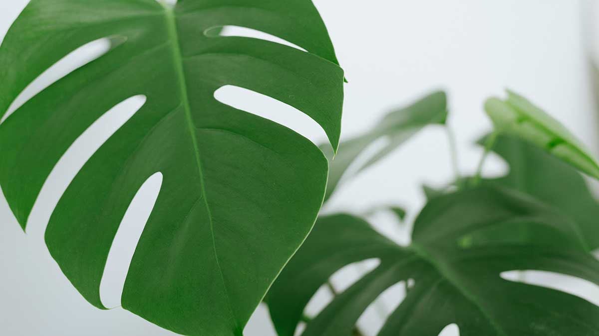 626814b482682c0f945a6b14 Народный календарь. Что нельзя делать с растениями в Проклов день, 4 мая